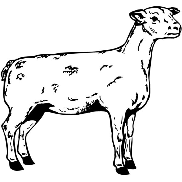 SHEEP005 Thumbnail